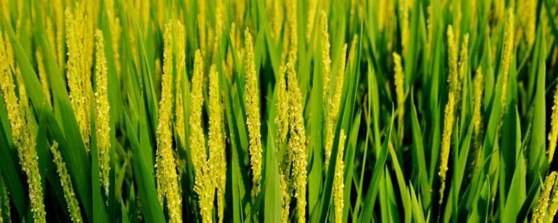 甜香优1831水稻品种简介，秧田播种量每亩10.0千克