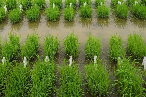泰两优丽丝水稻品种的特性，每亩有效穗数16.5万穗