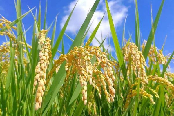 楚丰优118水稻种子特征特性，一般4月中旬至5月中旬播种