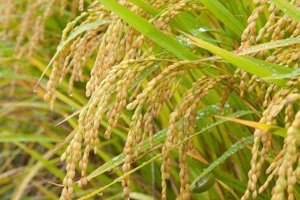 茶香优丝苗水稻种子特征特性，全生育期116.8天