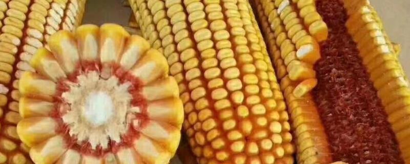 KWS2162玉米种子简介，适宜播期4月下旬至5月上旬