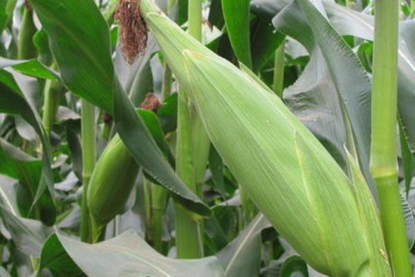蓝宝8号玉米种子介绍，适宜播期4月下旬至5月上旬