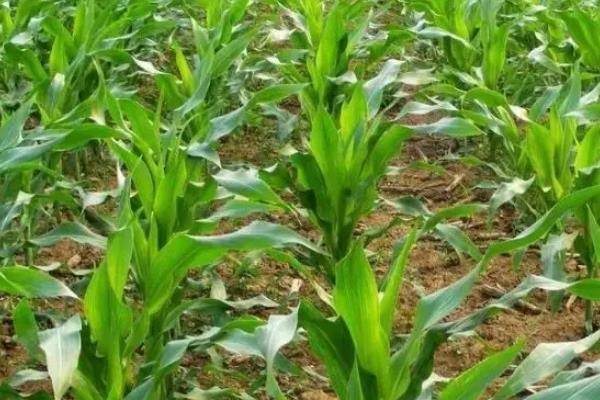 金牛199玉米种子简介，中抗大斑病