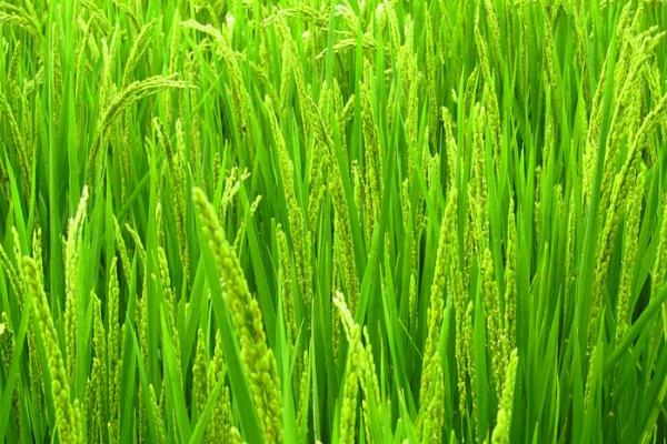 华盛优三乐水稻种子特征特性，全生育期113.9天