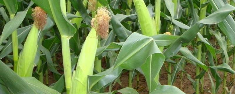 蓝宝8号玉米种子介绍，适宜播期4月下旬至5月上旬