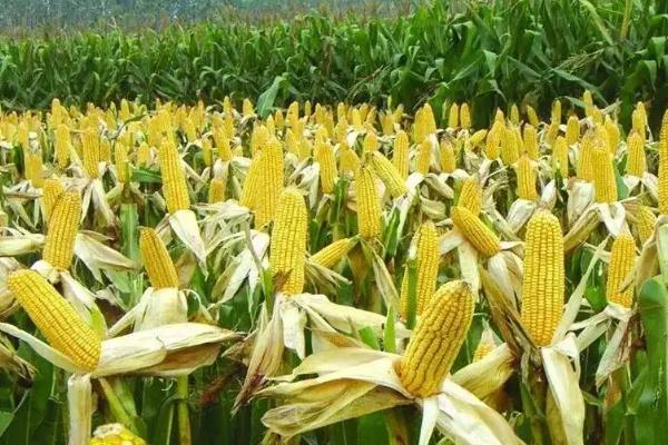 KWS2162玉米种子简介，适宜播期4月下旬至5月上旬