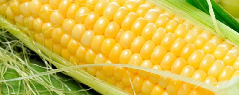 农泰玉616玉米品种简介，中抗穗腐病