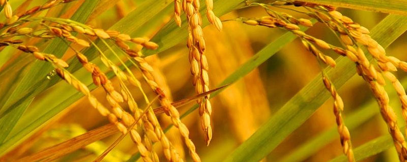 宜香优晟禾水稻品种的特性，每亩插足基本苗6万以上