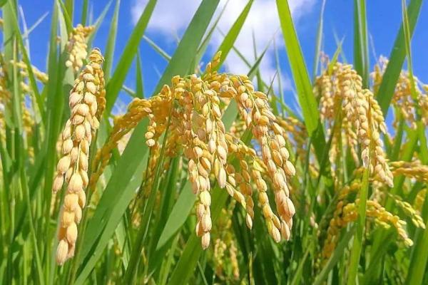宜香优晟禾水稻品种的特性，每亩插足基本苗6万以上