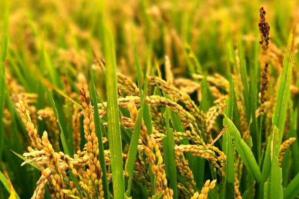 两优678水稻品种简介，每亩插足基本苗5万以上