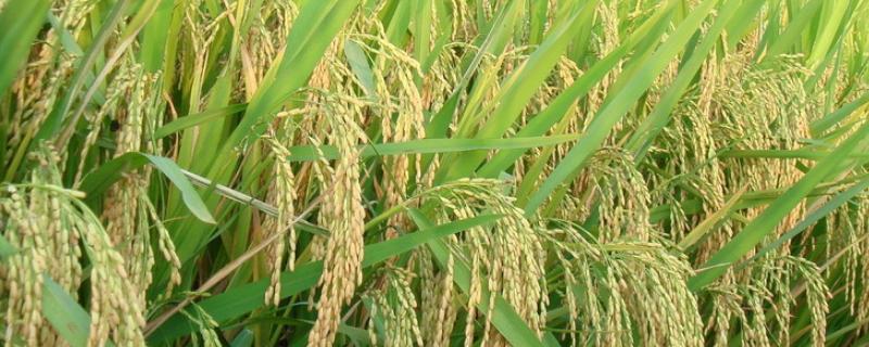飓两优8612水稻种子特点，一般4月下旬至5月中旬播种