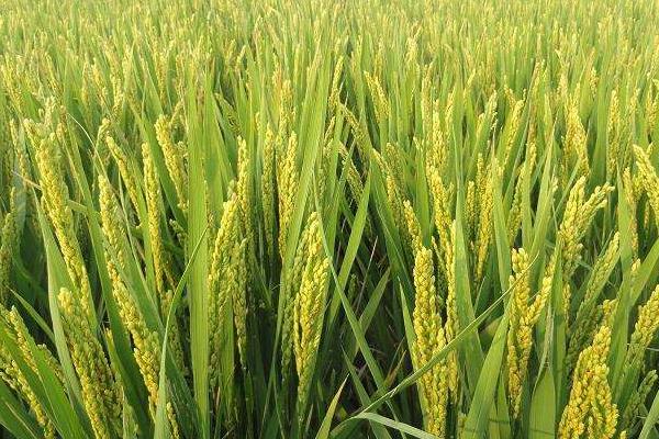 宜香优晟禾水稻品种的特性，每亩插足基本苗6万以上