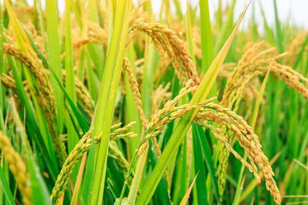 宜香优晟禾水稻品种的特性，每亩插足基本苗6万以上