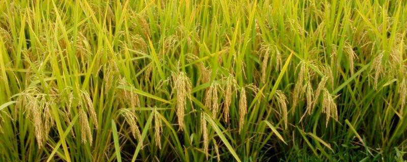中香优钰禾水稻品种简介，每亩插足基本苗6万以上