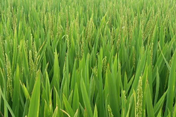 中香优钰禾水稻品种简介，每亩插足基本苗6万以上