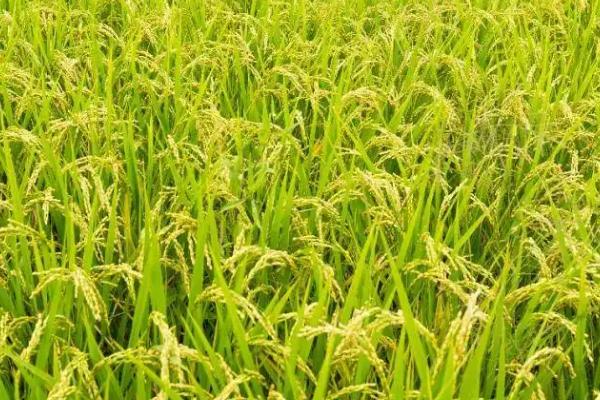 苏缘糯879水稻种子介绍，全生育期154.8天