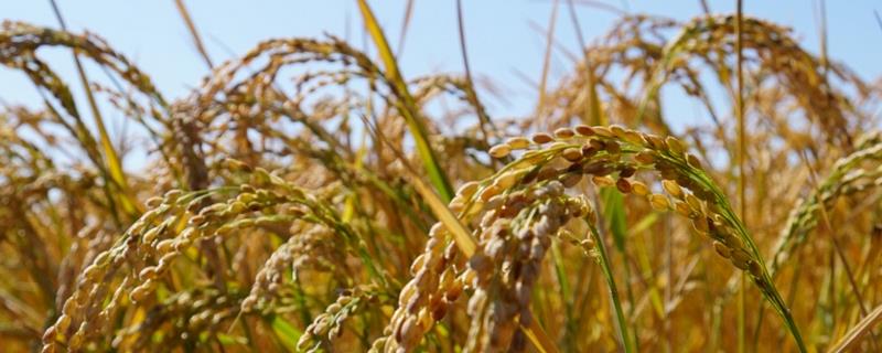 两优678水稻品种简介，每亩插足基本苗5万以上