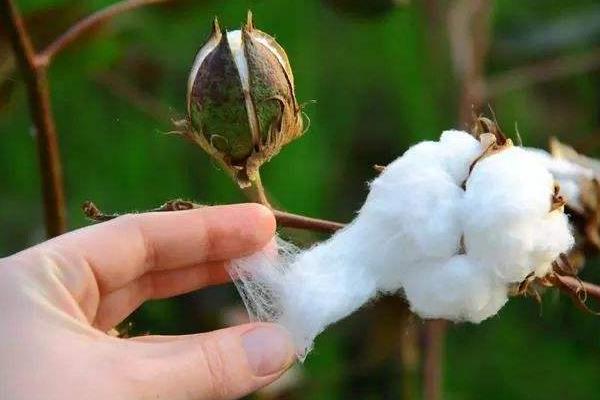 岱杂1号棉花种子介绍,搞好病虫防治