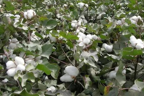 岱杂1号棉花种子介绍,搞好病虫防治