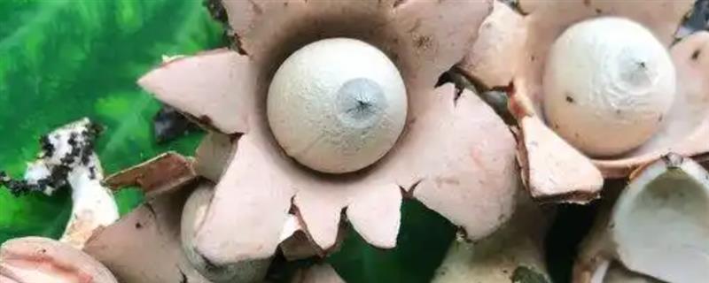 开花的蘑菇能不能吃，一般不可食用