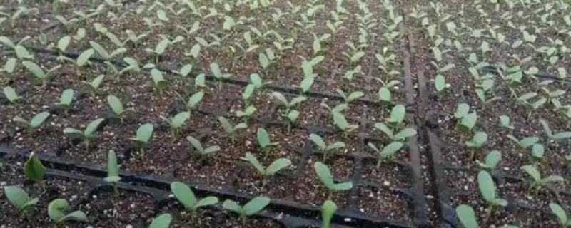 甜瓜苗期怎么管理，温度要保持在15℃以上
