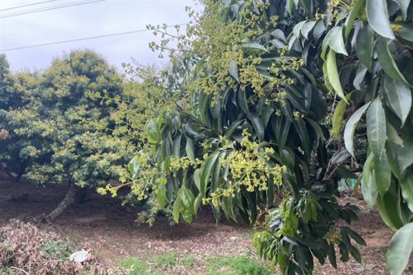 荔枝适合在哪里生长，喜欢高温、高湿、向阳的环境