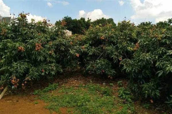 荔枝适合在哪里生长，喜欢高温、高湿、向阳的环境