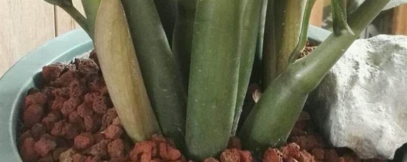 金钱树换盆要把根剪了吗，是无需剪根的