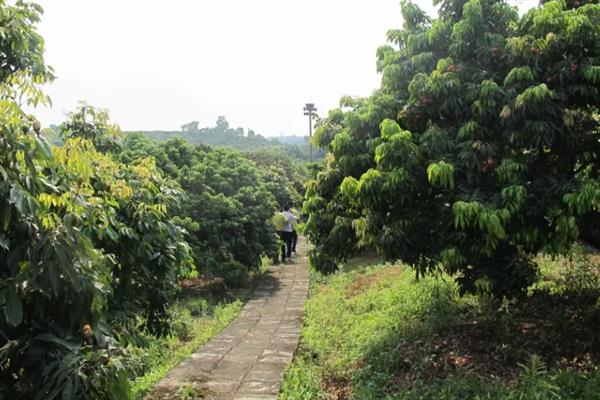 荔枝适合在哪里生长，喜欢高温、高湿、向阳的环境