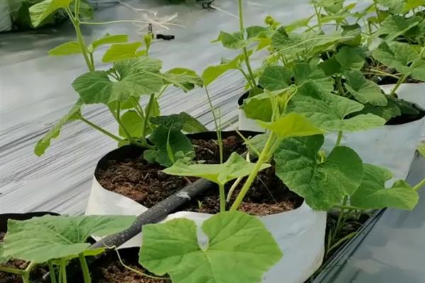 甜瓜苗期怎么管理，温度要保持在15℃以上