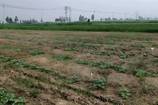 甜瓜苗期怎么管理，温度要保持在15℃以上