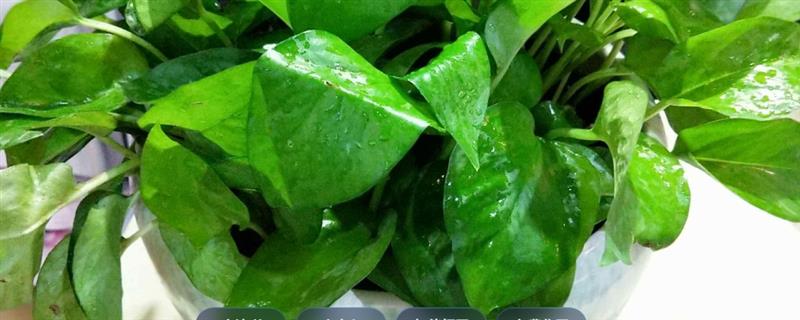 养好绿萝的方法，追施复合肥可让植株长得更茂盛
