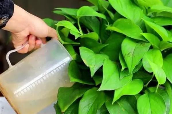 养好绿萝的方法，追施复合肥可让植株长得更茂盛