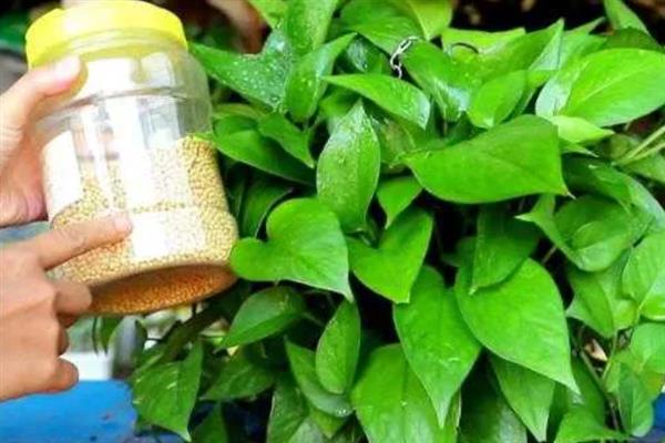 养好绿萝的方法，追施复合肥可让植株长得更茂盛
