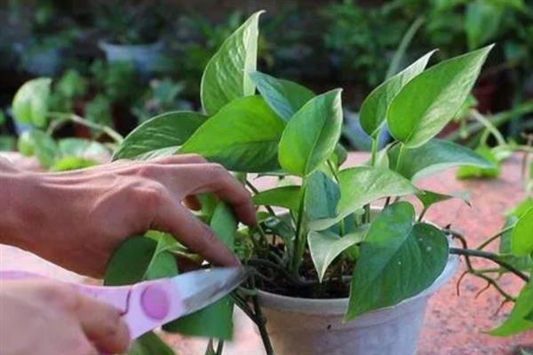 养好绿萝的方法，追施复合肥可让植株长得更茂盛