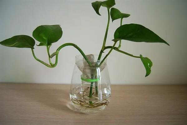 养好绿萝的方法，追施复合肥可让植株长得更茂盛