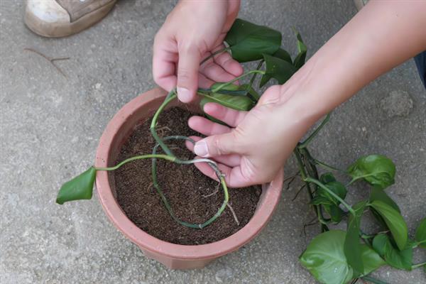 养好绿萝的方法，追施复合肥可让植株长得更茂盛