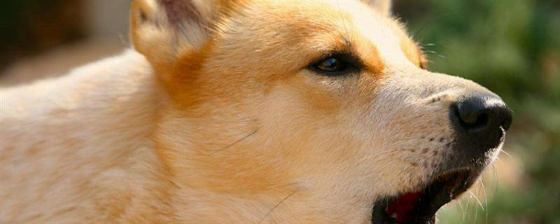 健康的狗咬人会不会传染狂犬病，感染狂犬病的动物才会传播病毒