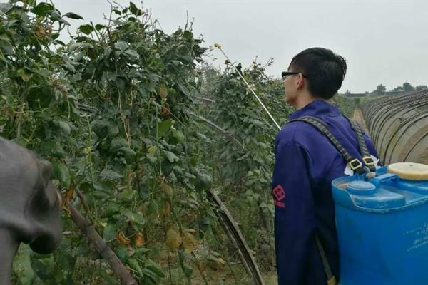 豆角钻心虫怎么防治，开花期喷施阿维菌素等药物可灭杀幼虫
