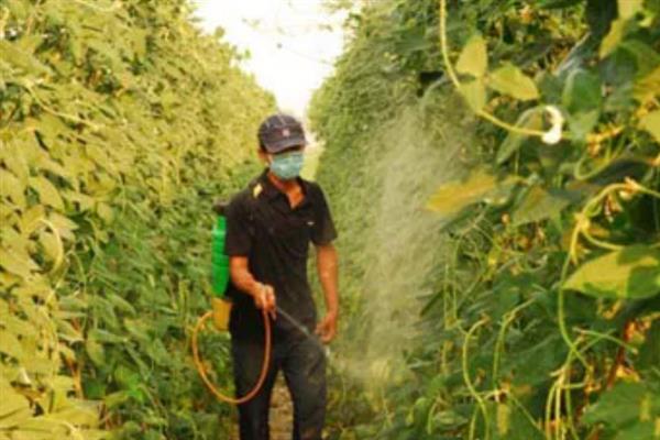 豆角钻心虫怎么防治，开花期喷施阿维菌素等药物可灭杀幼虫