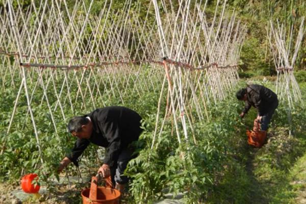 豆角钻心虫怎么防治，开花期喷施阿维菌素等药物可灭杀幼虫