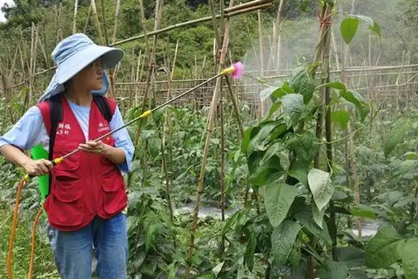 豆角钻心虫怎么防治，开花期喷施阿维菌素等药物可灭杀幼虫
