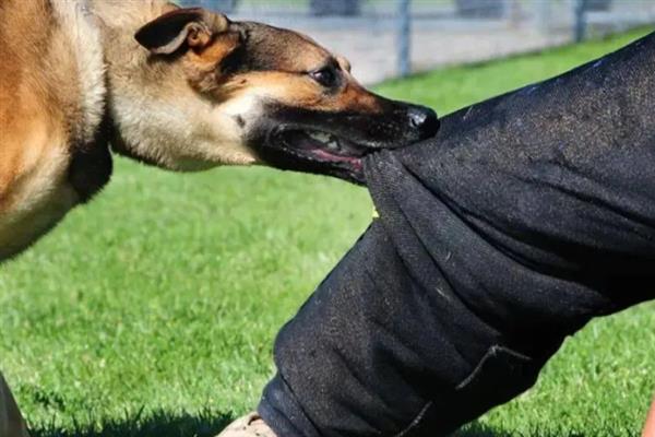 健康的狗咬人会不会传染狂犬病，感染狂犬病的动物才会传播病毒