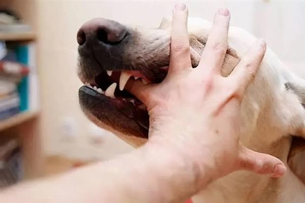 健康的狗咬人会不会传染狂犬病，感染狂犬病的动物才会传播病毒