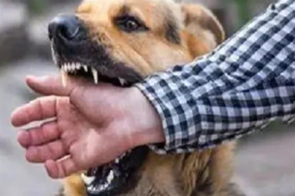 健康的狗咬人会不会传染狂犬病，感染狂犬病的动物才会传播病毒