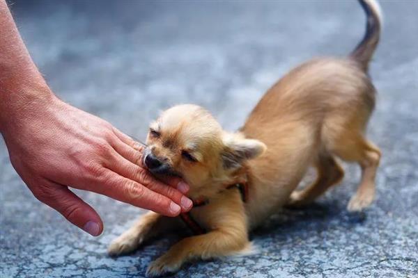 健康的狗咬人会不会传染狂犬病，感染狂犬病的动物才会传播病毒