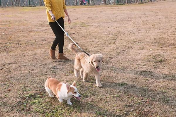 健康的狗咬人会不会传染狂犬病，感染狂犬病的动物才会传播病毒