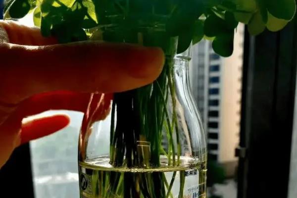 酢浆草的水养方法，不能让水位没过根系