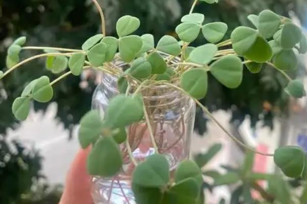 酢浆草的水养方法，不能让水位没过根系