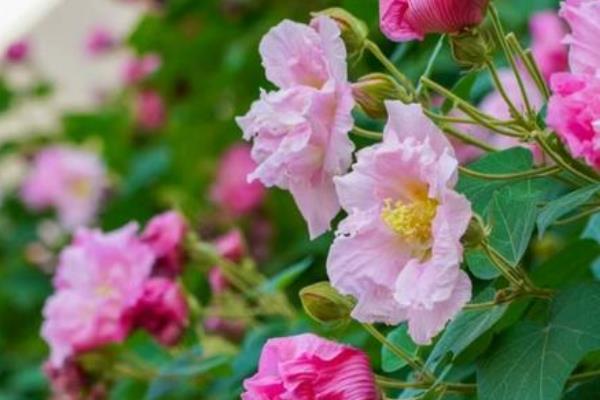 木芙蓉夏季能扦插吗，木芙蓉夏季可以扦插